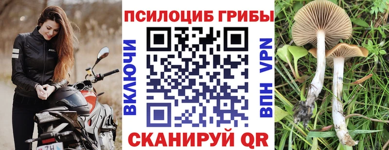 Галлюциногенные грибы MAGIC MUSHROOMS  купить наркотик  Гурьевск 